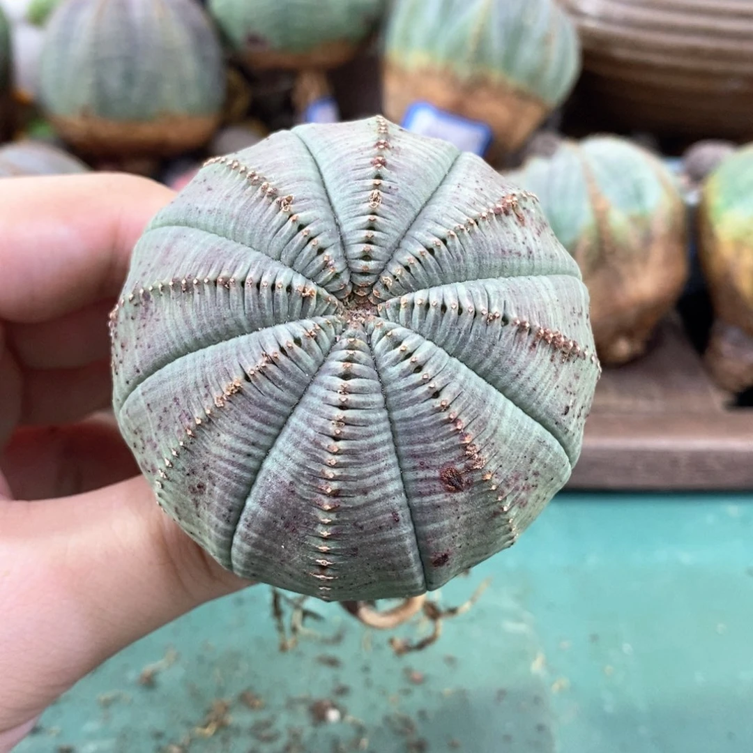 欧系实生布纹球多肉植物