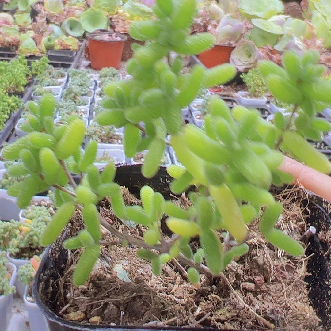 糖球枝干19包邮多肉