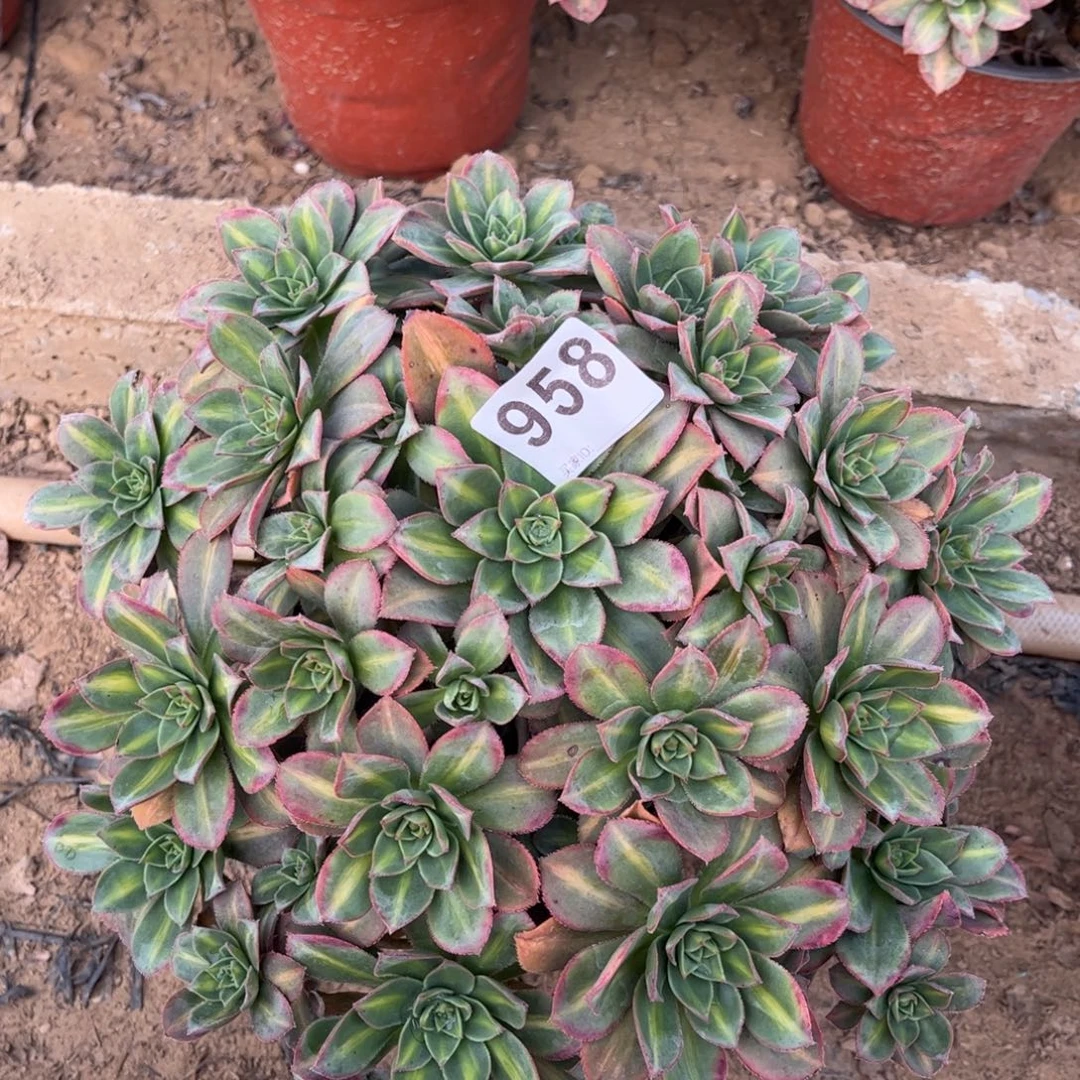 星辰958不包断枝的