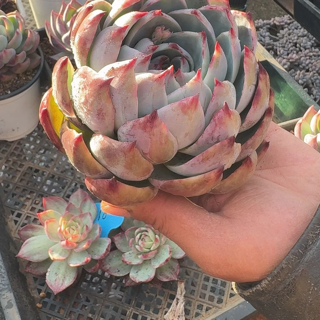 1粉丝福利惊鸿仙子