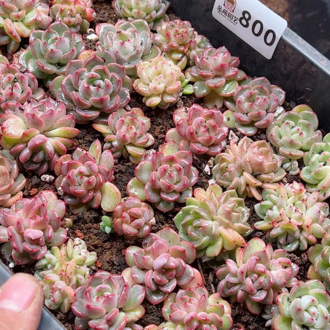 M****o多肉植物多肉植物