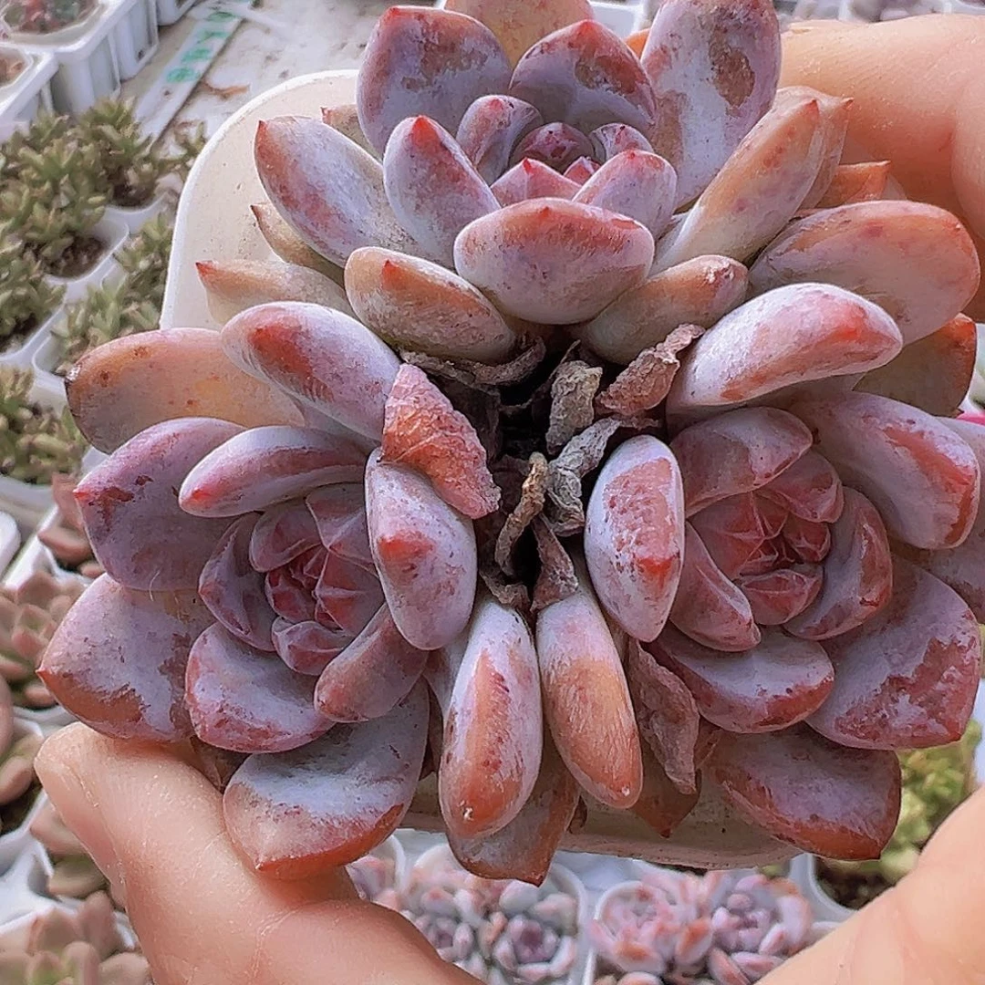 石榴籽群19包邮多肉