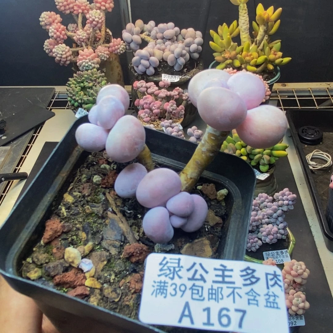 167橙奶多肉肉5c m