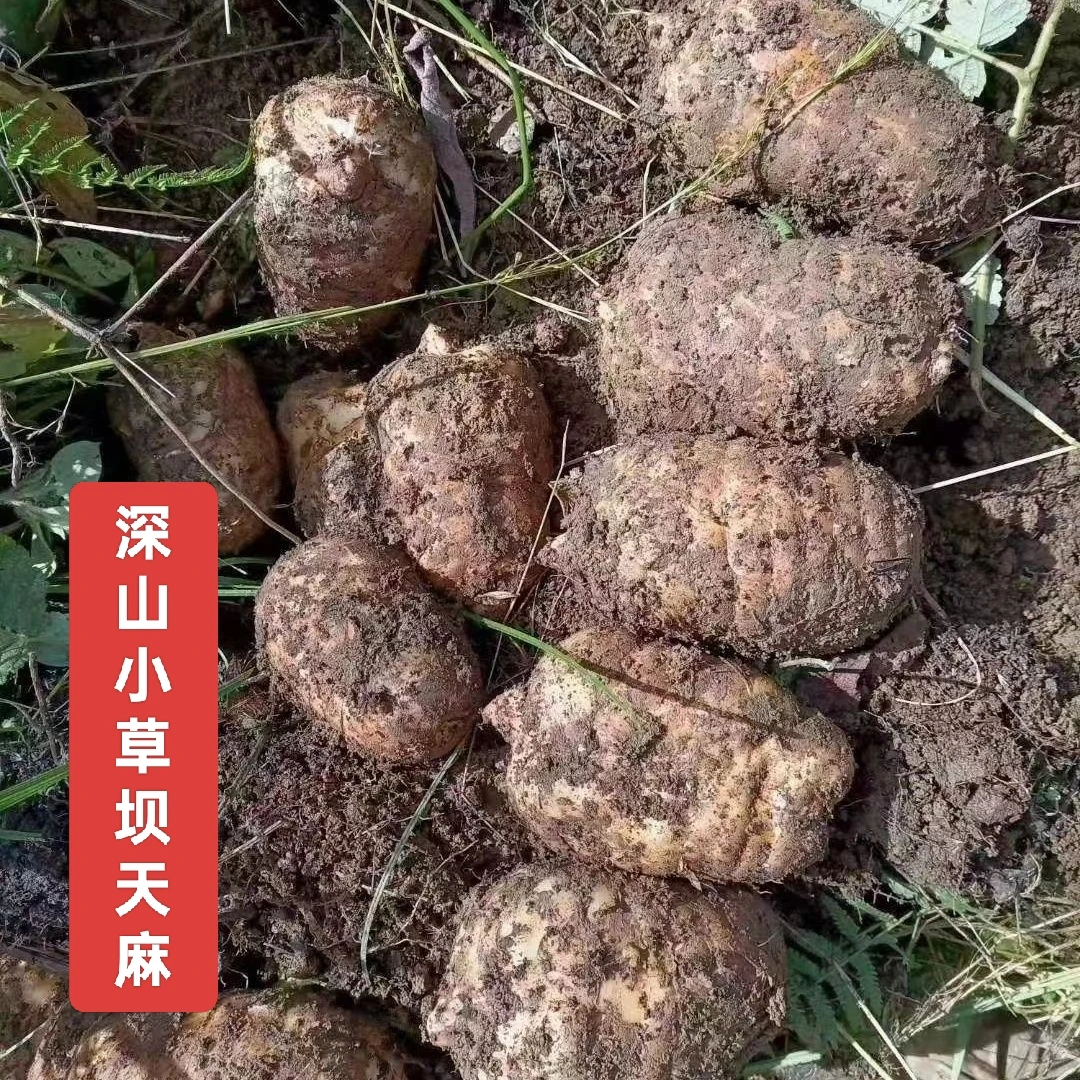 云南昭通天麻小草坝仿野生种植新鲜乌天麻