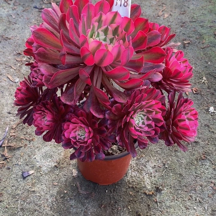 微**雨红铜白多肉植物188