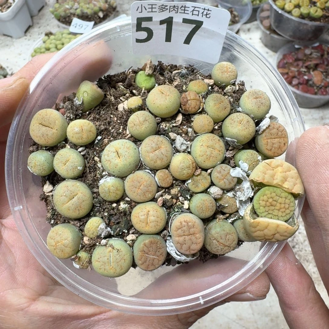 517。黄绿富贵一盒