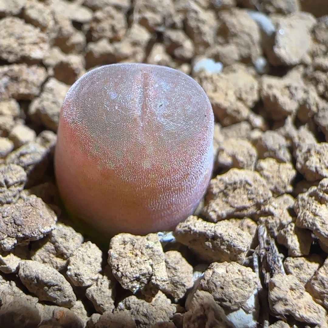 肉锥多肉植物组合-10km风铃303