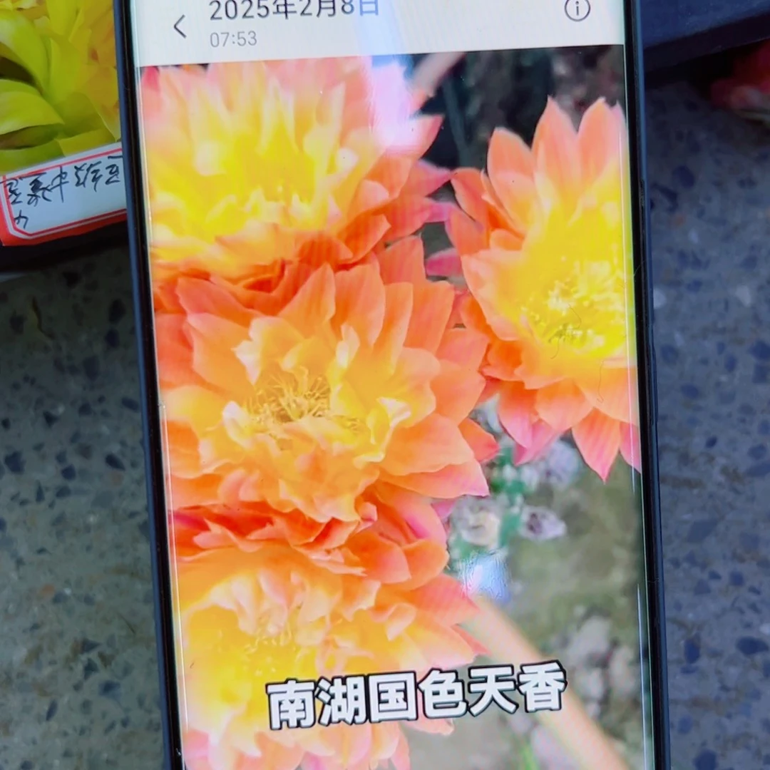 下17彩草国色天香歪无根侧芽4公分左右20包邮