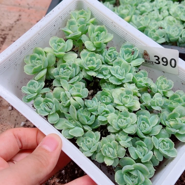 莲***）多肉植物多肉植物