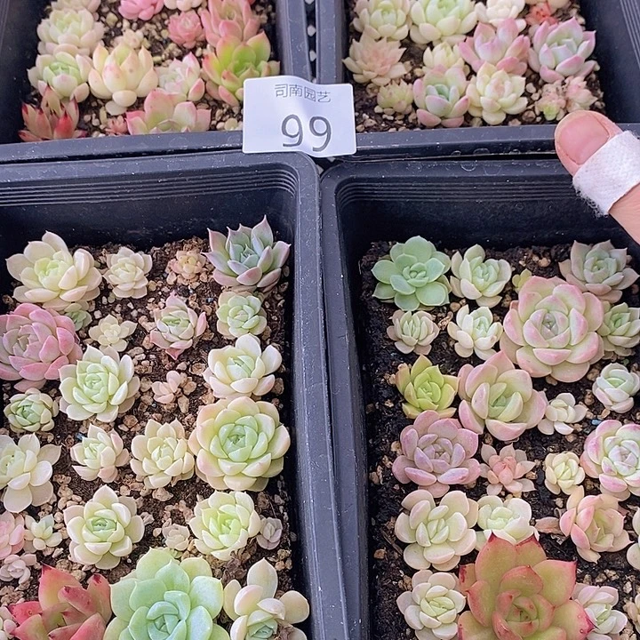 99 多肉植物盆栽花卉