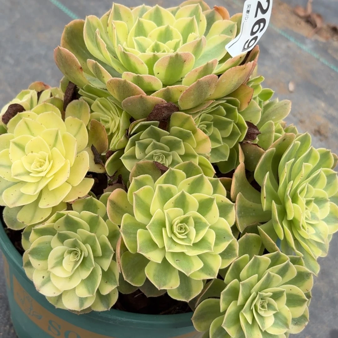 269雨河多肉植物发货
