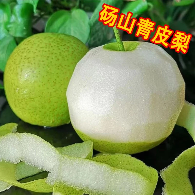 现摘现发正宗砀山皇冠梨青皮新鲜当季水果脆甜翠蜜梨整箱批发d12
