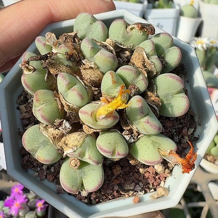 密密麻麻吗吗吗933