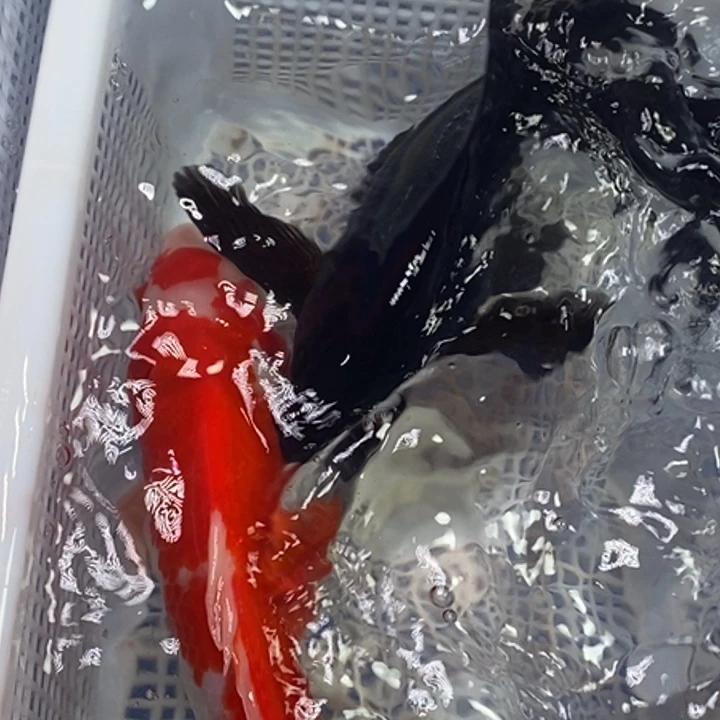 锦鲤无开箱视频无不售后