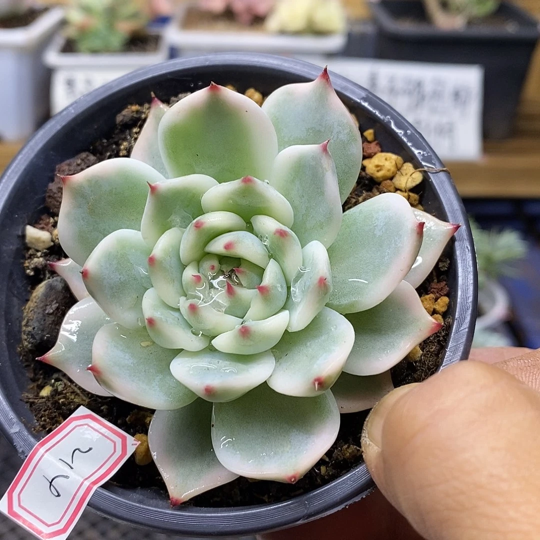 08214 吉娃娃覆轮锦