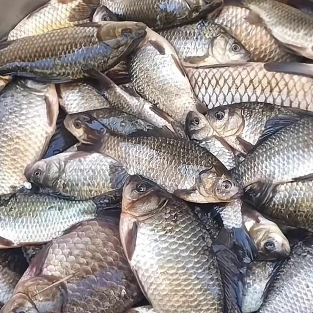白洋淀鲫鱼 4斤顺丰包邮 1两以下小鲫鱼喜欢再下单鲫鱼同城送