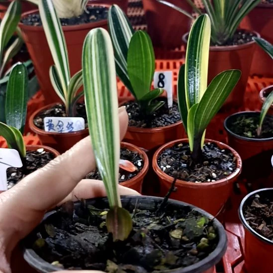 邹***杰君子兰一物一拍谢谢