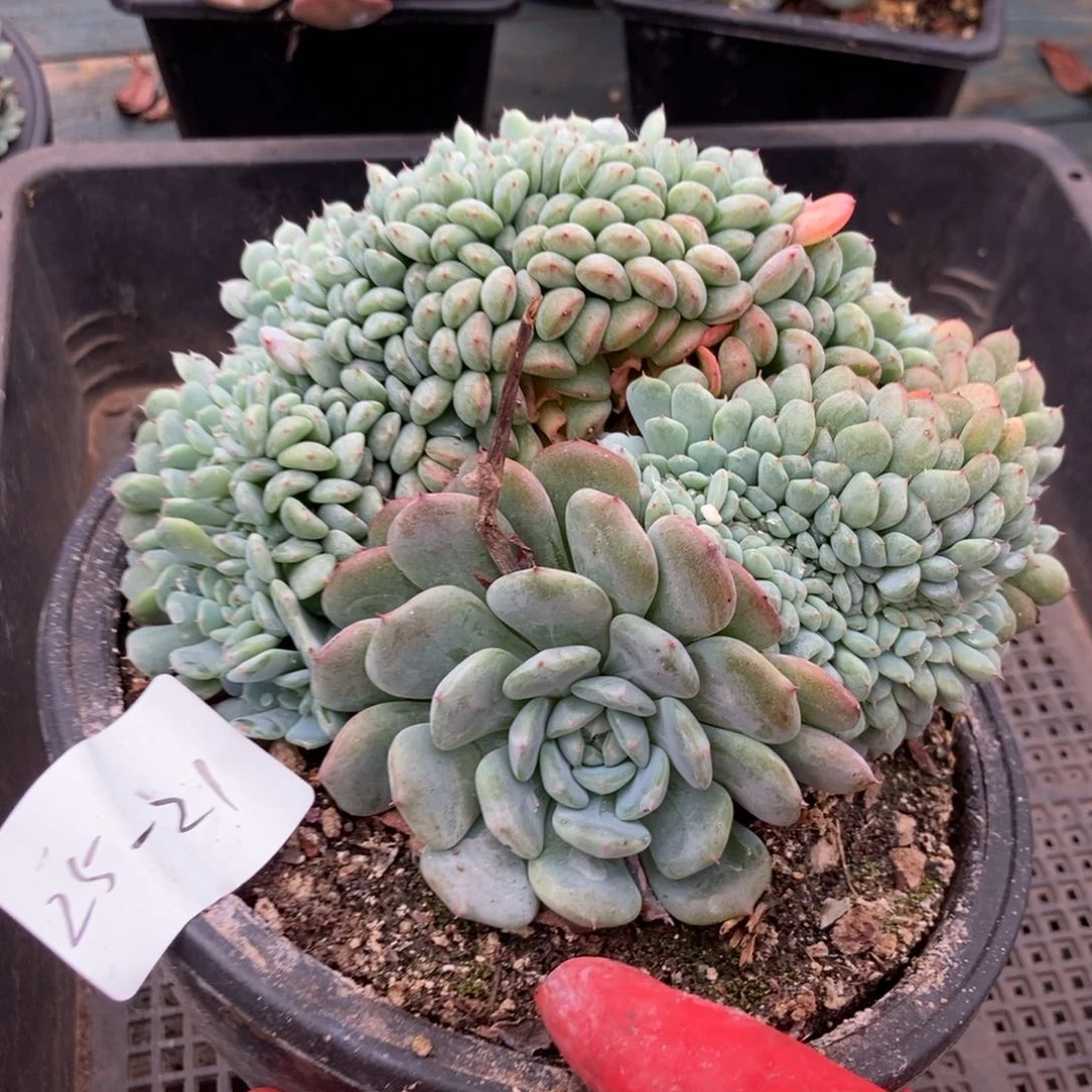 25-21白胖子缀一物一拍