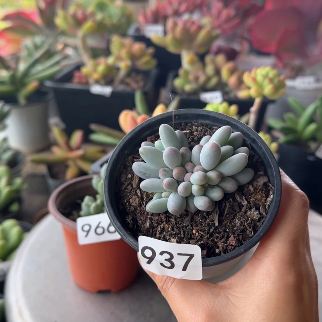 937号 一物一拍 一物一拍