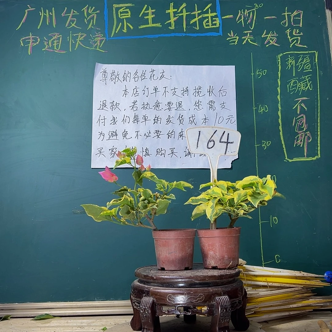 当前无花栽培后可以开花蜡染粉掌中宝 金边黄掌中宝164
