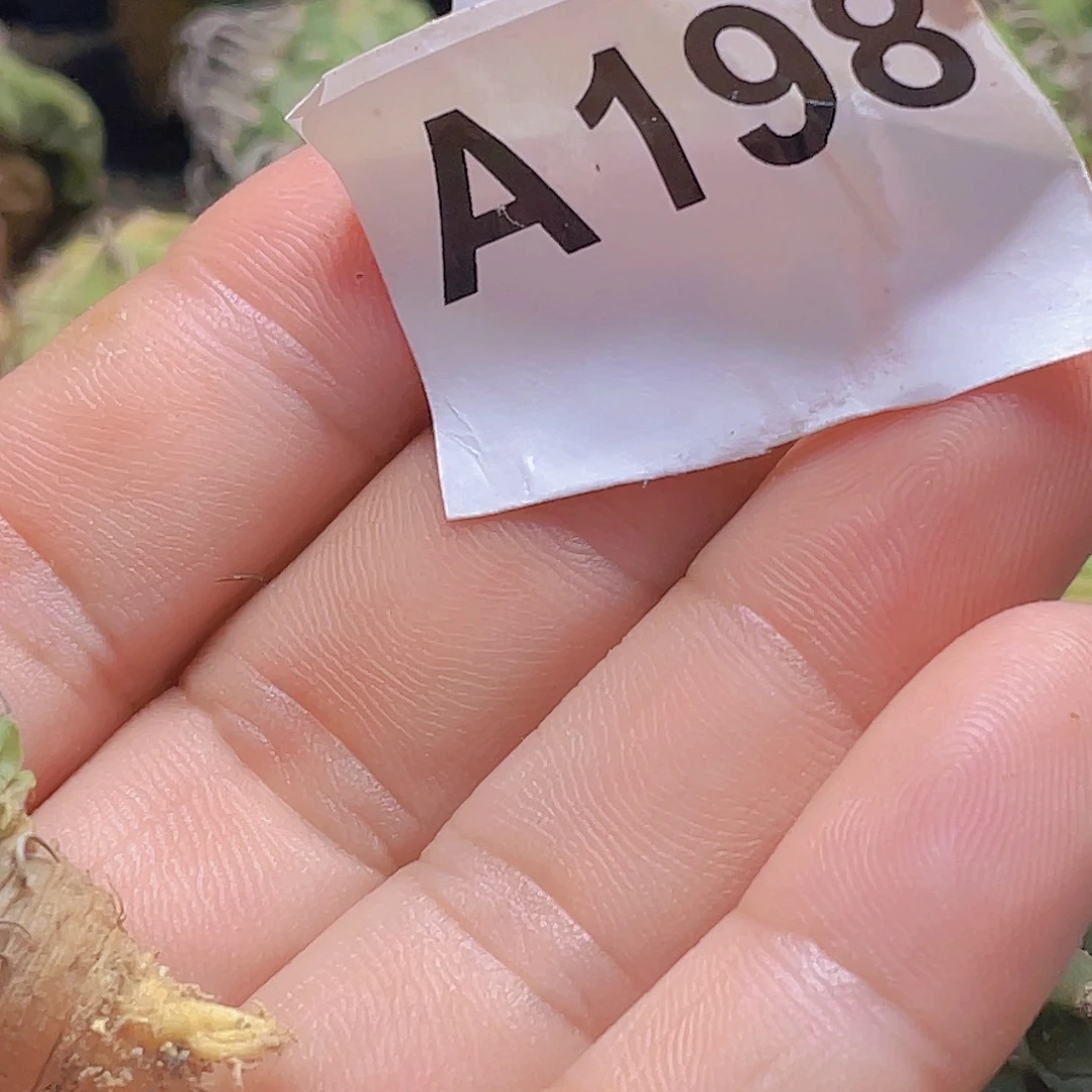 错***你全部花朵娇丽两个