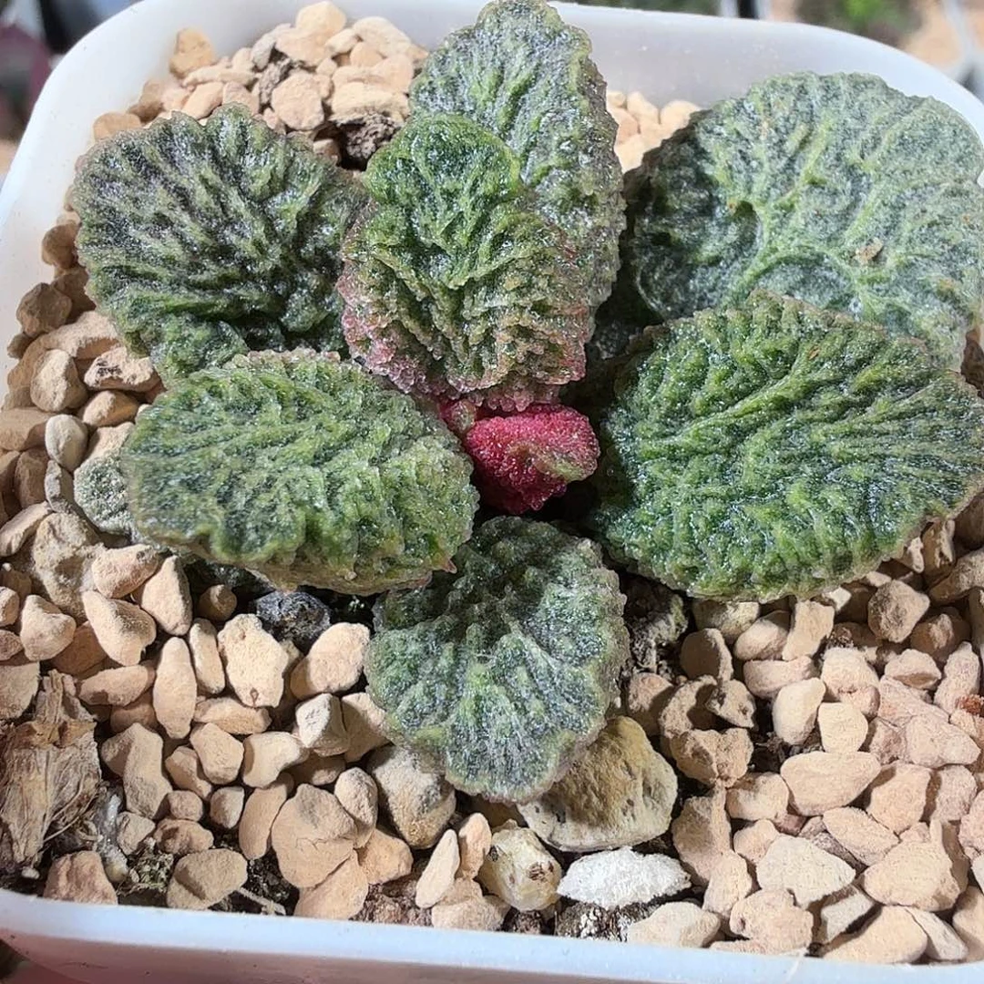 大鱼海棠