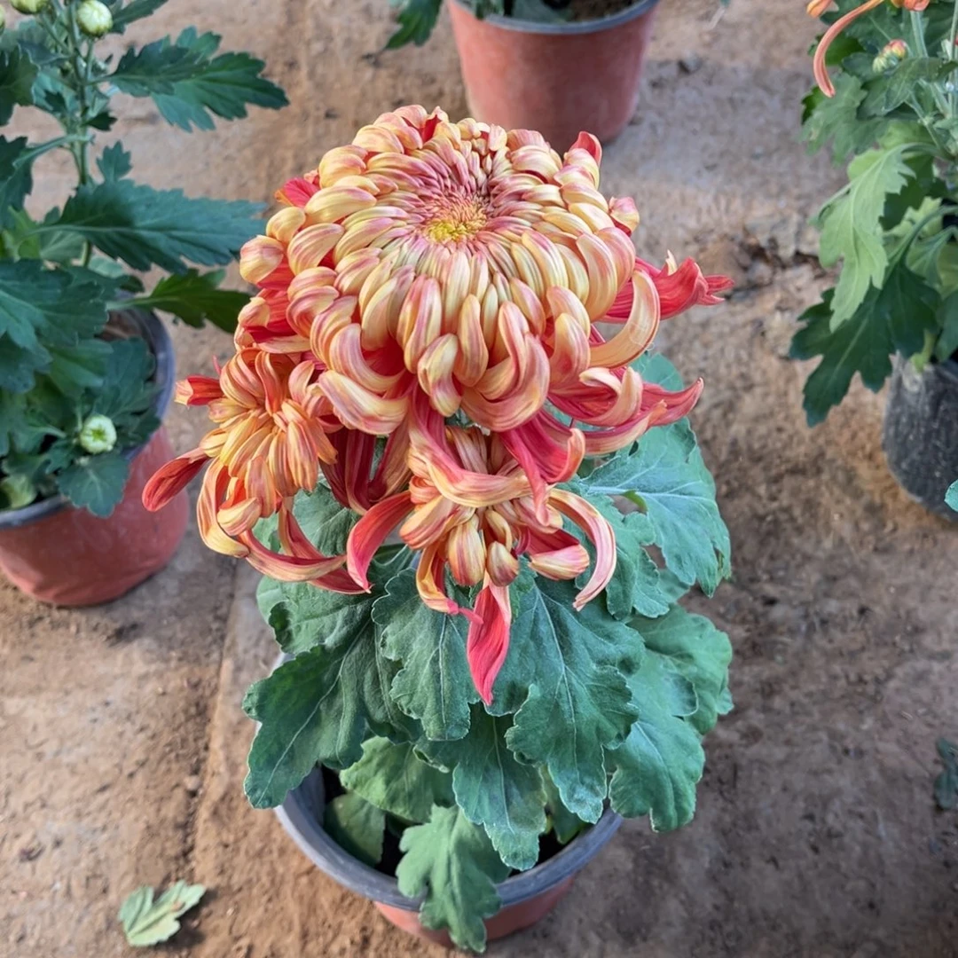 完全开放独头橙国华原盆发