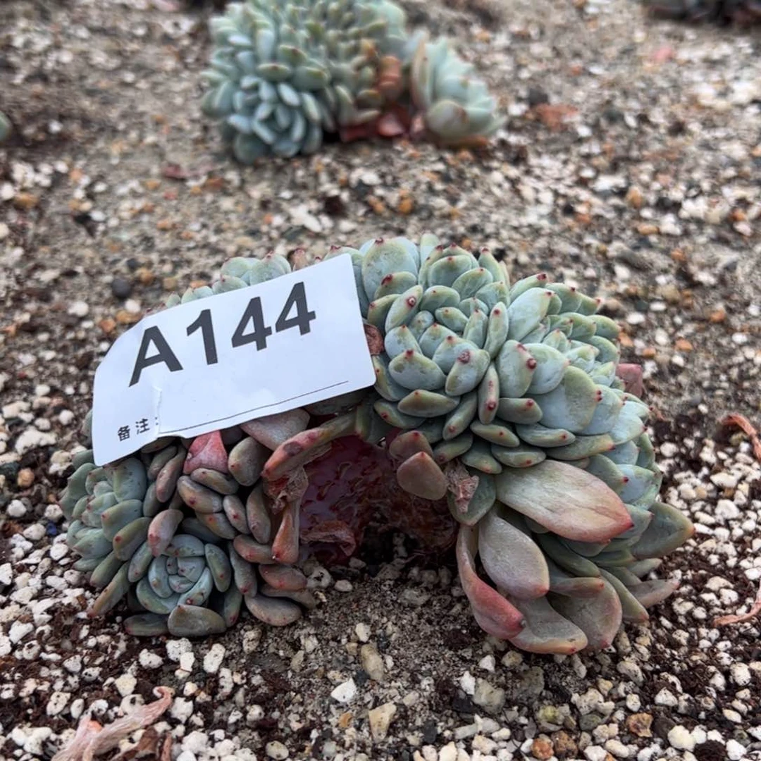 姚*144 多肉多肉多肉多肉