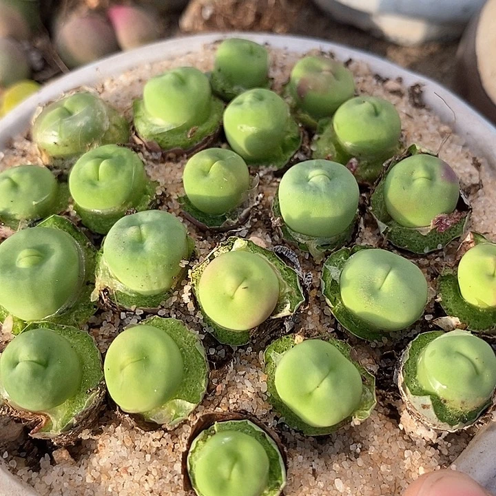 16617嘟嘟嘴一颗