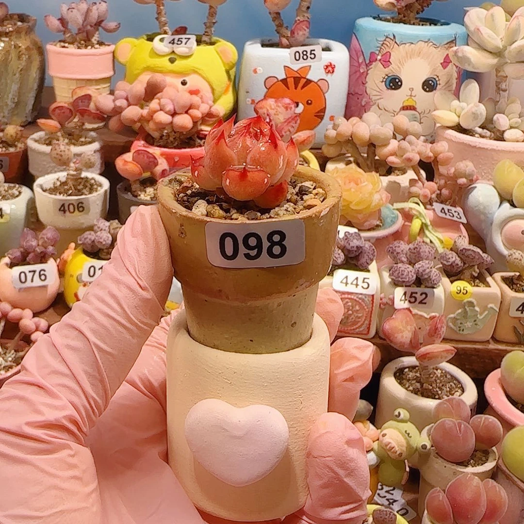 柠****T孤星种爱心盆盆口3cm