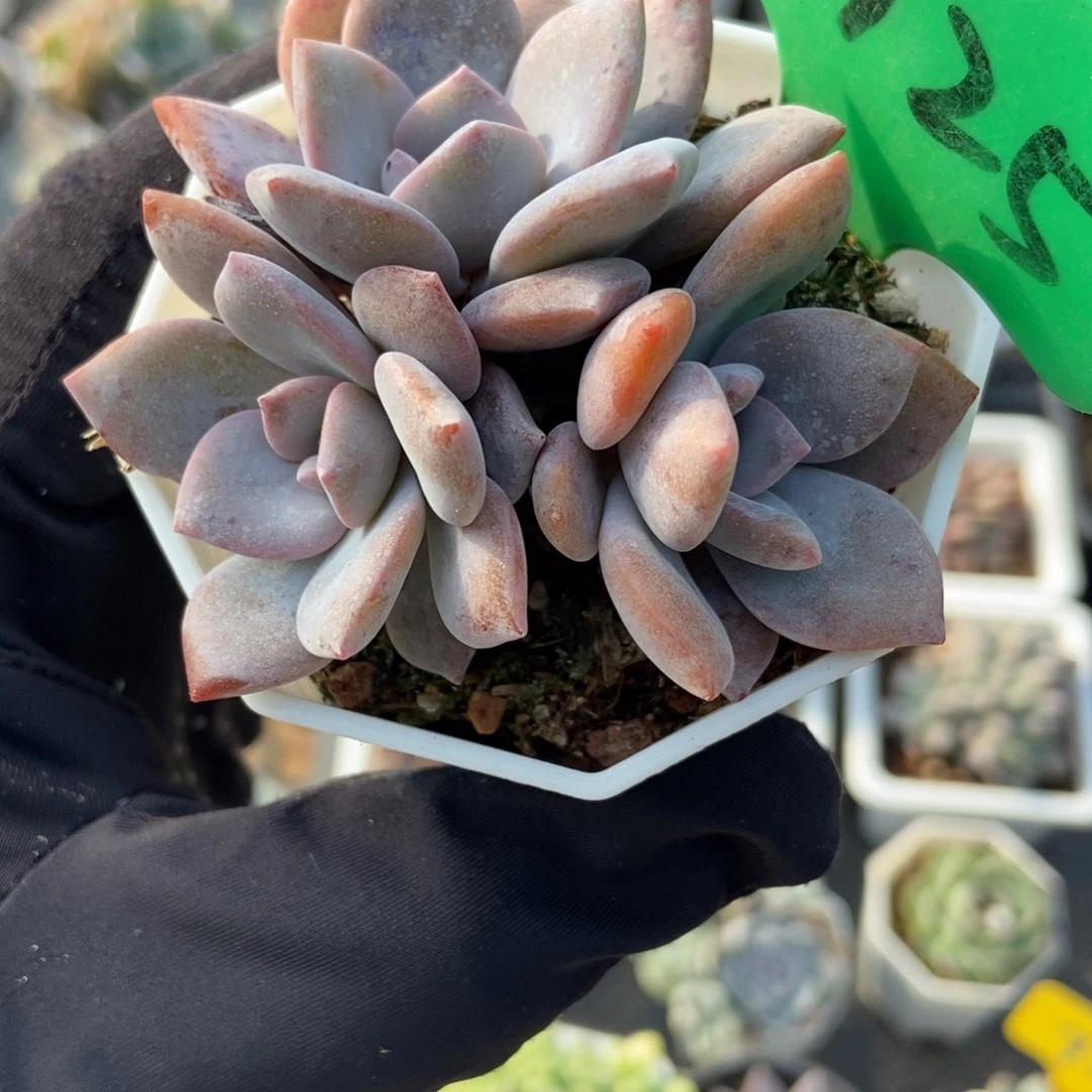 3125红茶多肉植物