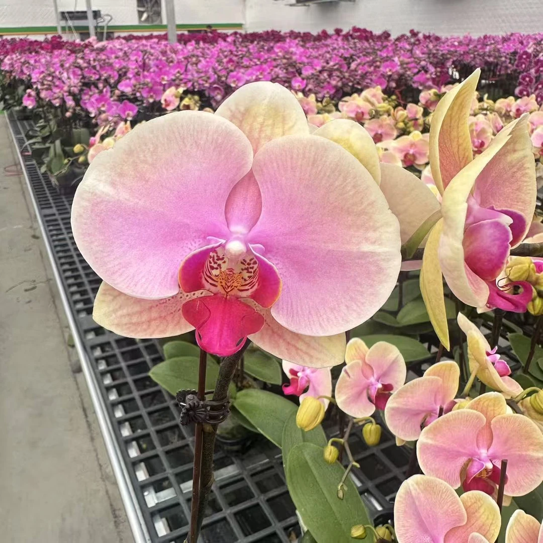 【蒙娜丽莎】蝴蝶兰 唯美黄粉系绒面质感稀有色 室内高端绿植花卉