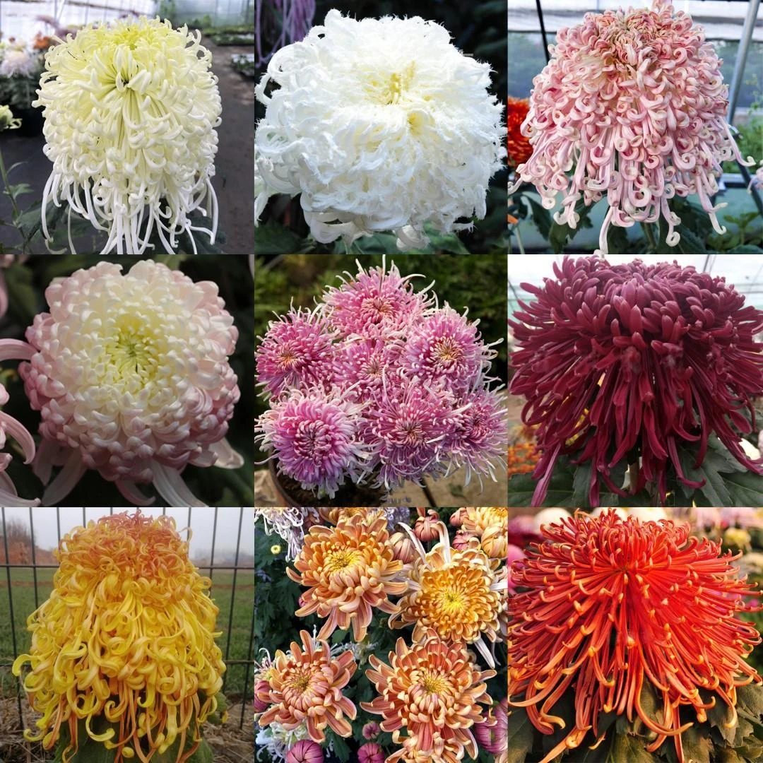 大菊花苗盆栽花卉九月菊乒乓菊花多年生绿植四季开花室内外种植商品图