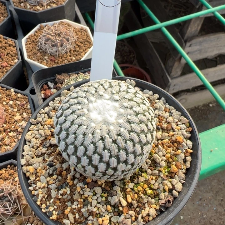 078实生根精巧殿多肉植物带盆土