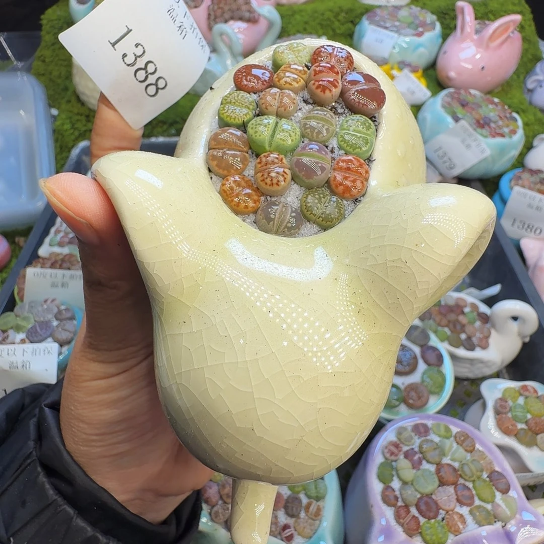 多肉植物福利冲1388