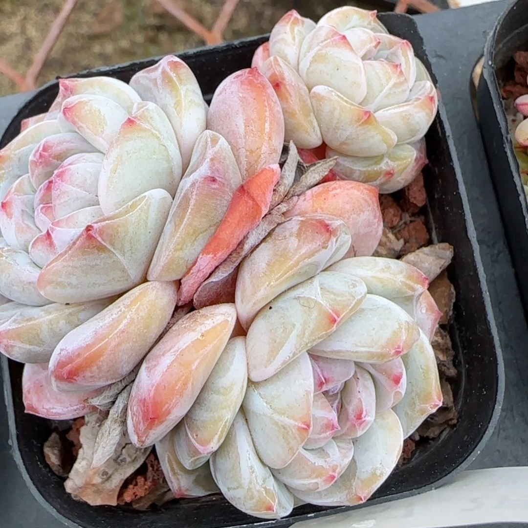 花语逸境0209-257