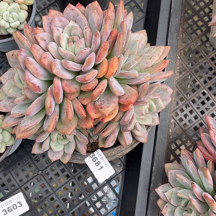 阿雅园艺。        3681凌雪