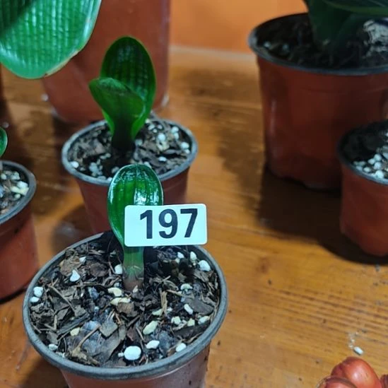 无花朵19700000000