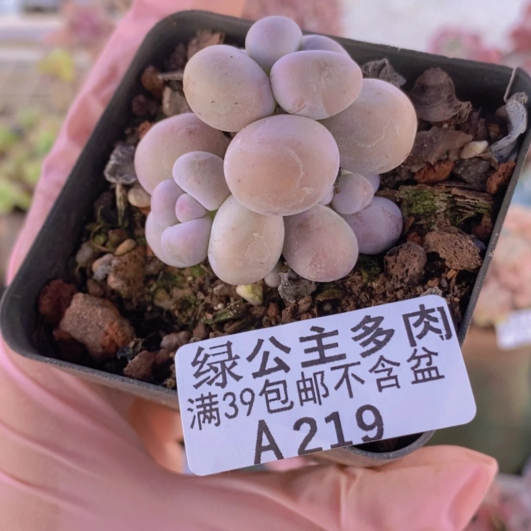芭比奶洛4cm219多肉