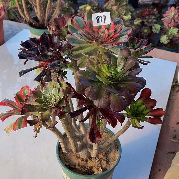 山***王架接00000000000000837号