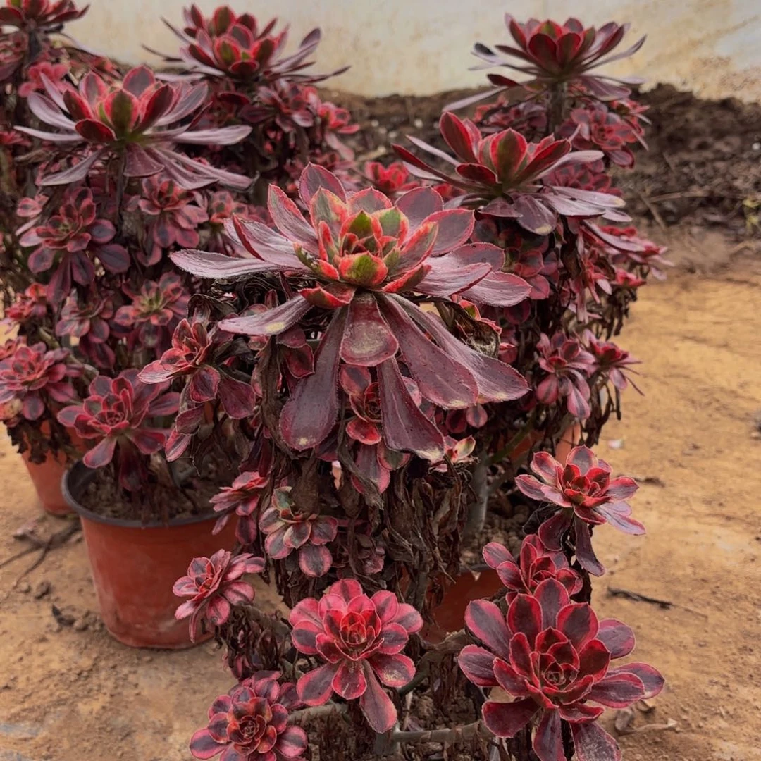 香奈儿15.8法师多肉木质