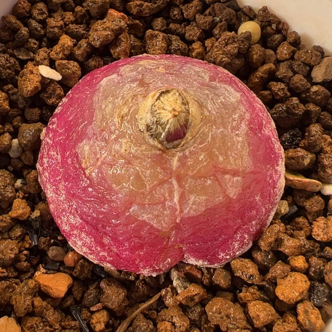 036多肉植物百科