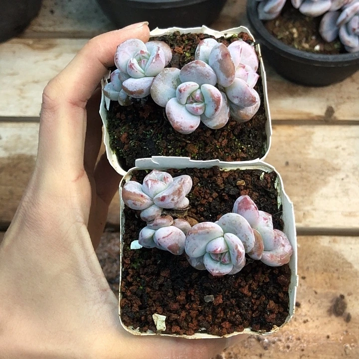 星影石榴籽福利出咯 313