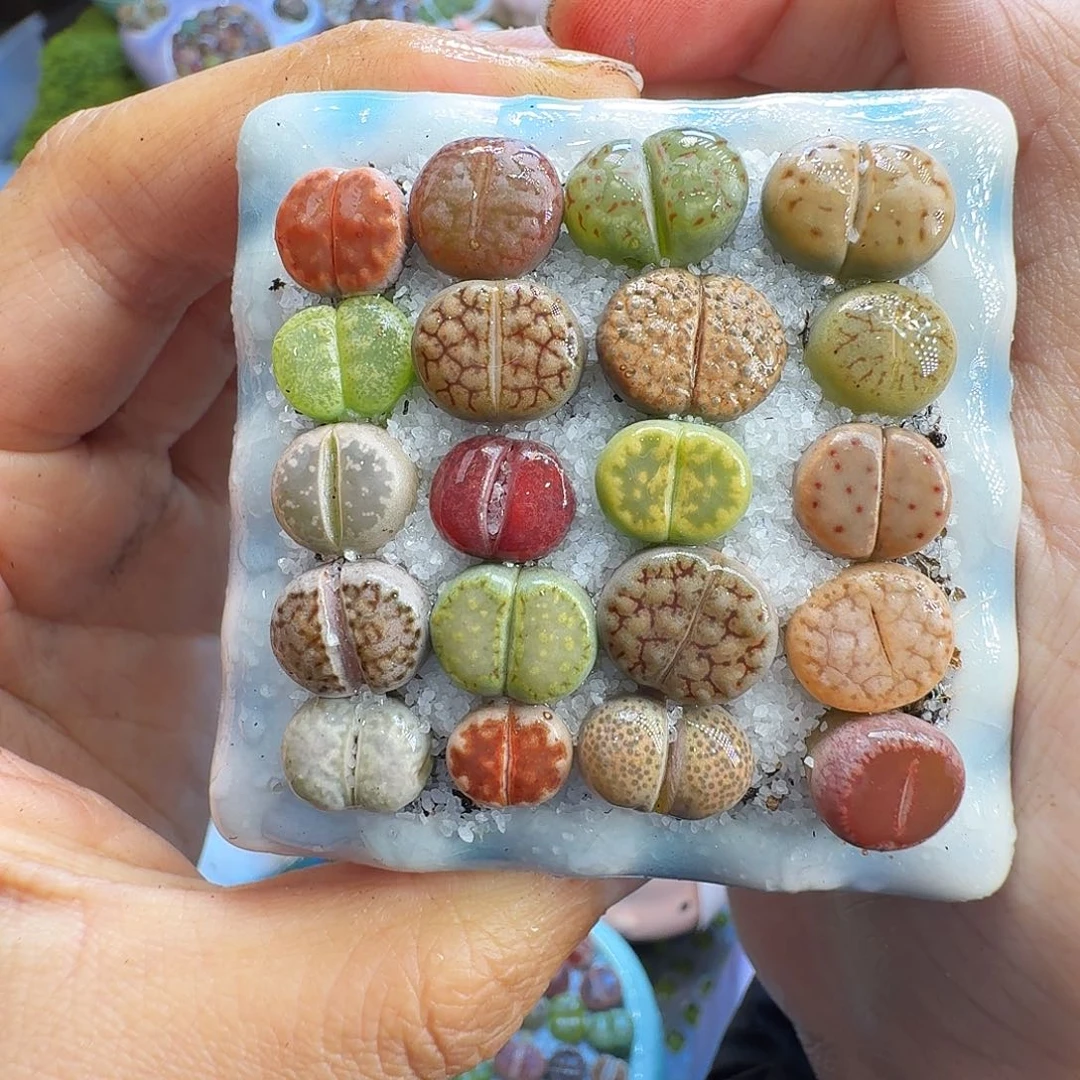 多肉植物开播福利冲1440