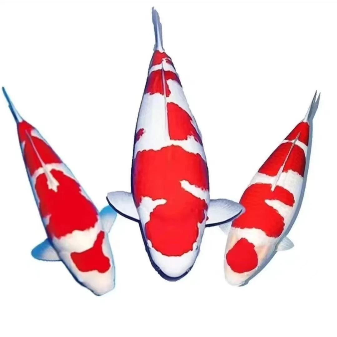 耐活好养的淡水活体锦鲤观赏鱼适合家养