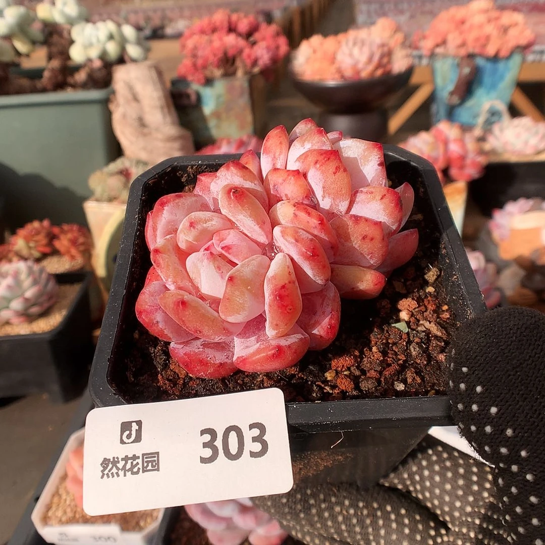 303雪天使石化多肉植物6666