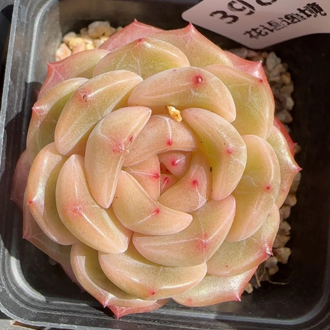 花语逸镜0206-398