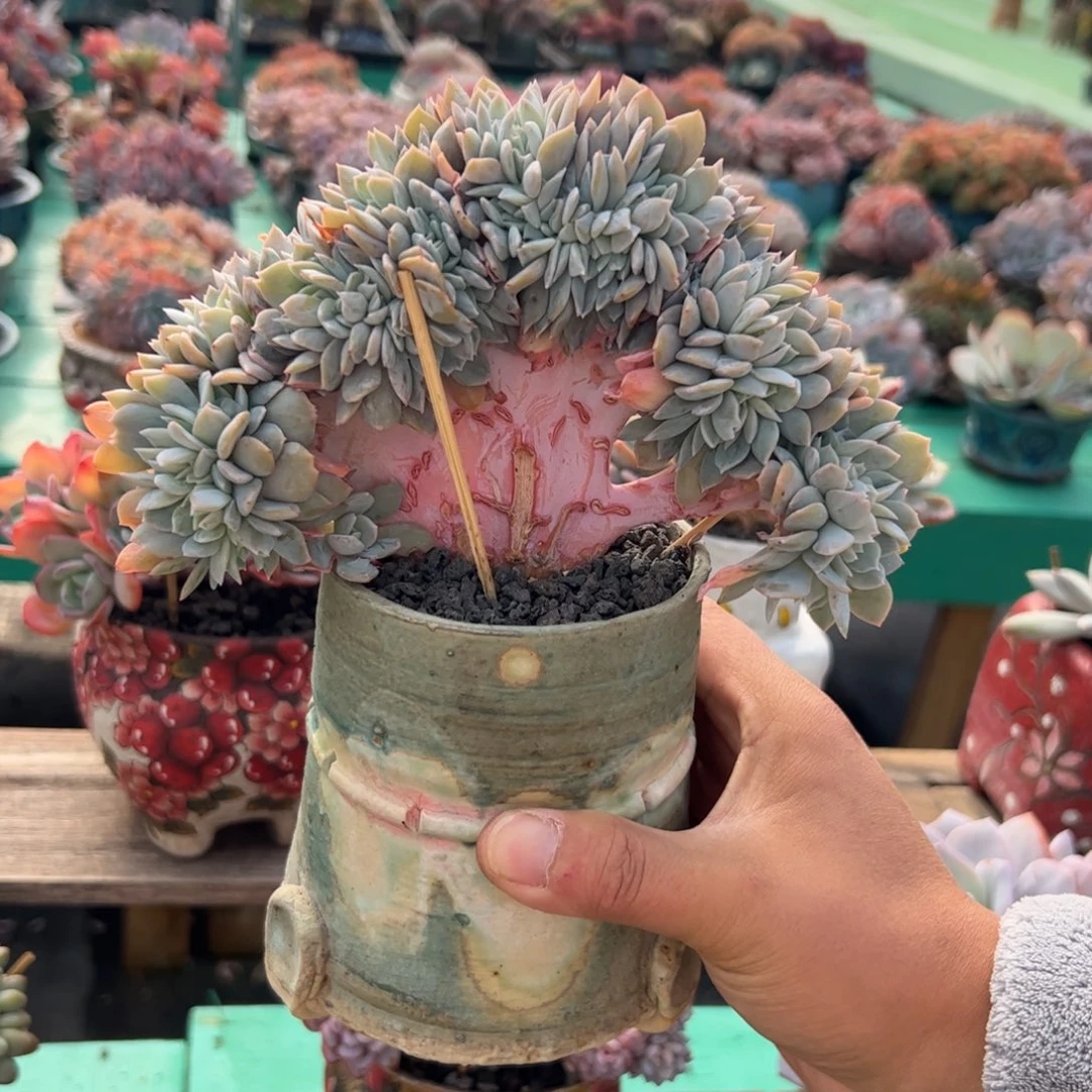 一***悠白茶小树多肉植物