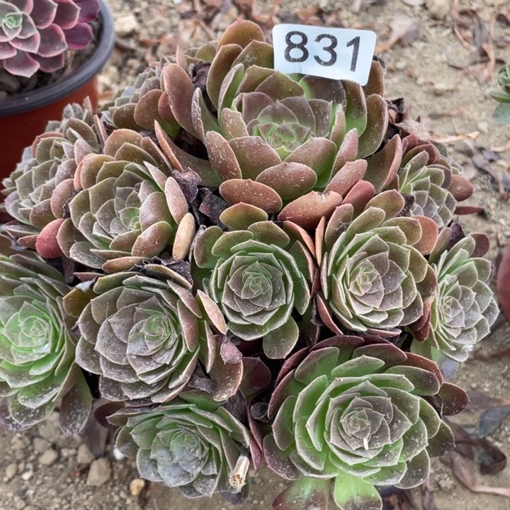 无花朵831多肉植物赤焰莲