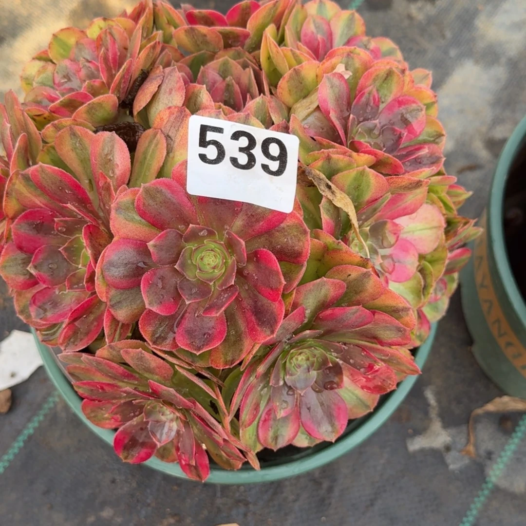 雨河多肉老庄老庄539